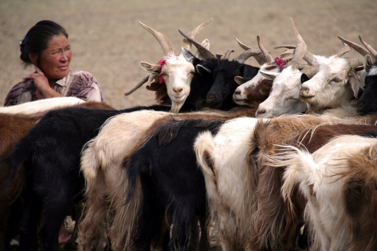 One goat on average delivers a mere three ounces of wool.