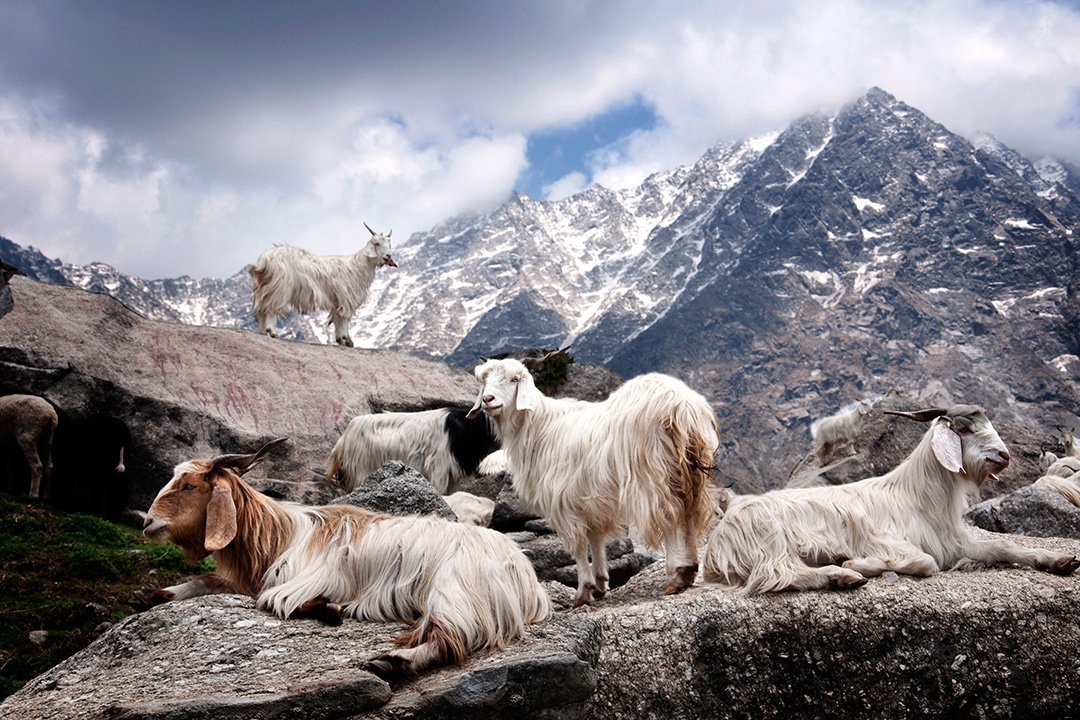 Cashmere goats in their stunning but unforgiving habitat