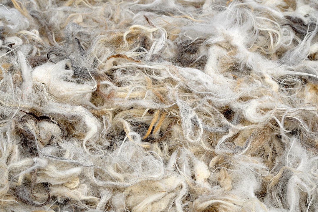 Raw, unprocessed Cashmere wool