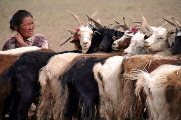 One goat on average delivers a mere three ounces of wool.