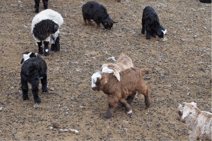 From Mongolia With Cashmere Love
